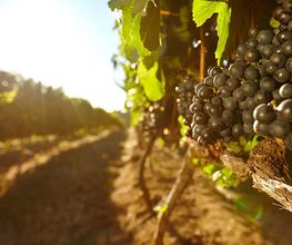 GETRÄNKE
Hessen von seiner sonnigsten Seite: Entdecken Sie feine Weine aus dem Rheingau und von der Hessischen Bergstraße. Dazu gibt es weitere edle Tropfen aus Deutschland, den beliebtesten Regionen Europas und Übersee.
Ob trocken oder lieblich, ob fruchtig-frischer Riesling oder vollmundiger Spätburgunder – hier werden vinophile Genießer garantiert fündig.