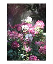 Pépinières Lafitte image 5