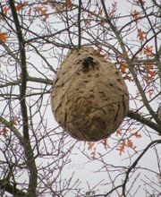 Stop Guêpes & Frelons image 1