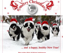 Simaro Border Collies Bild 1