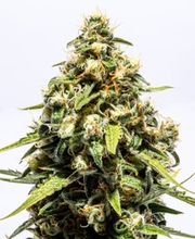 Lume Cannabis Dispensary Escanaba, MI image 5