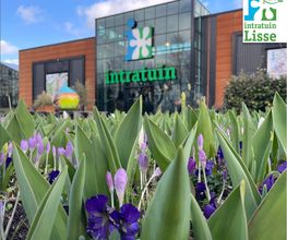 Intratuin Lisse afbeelding 1