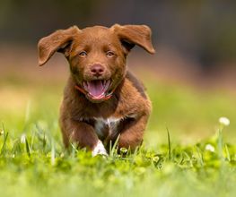 Reinado Canino imagen 8