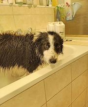 Coeur De Poils image 7