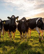 Lely Center Robotique Elevage SARL image 9