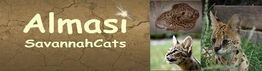 Almasi Savannah Cats (Rassekatzenzucht)