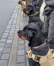 Hundeschule Komm Bild 5