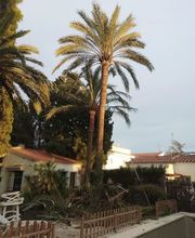 podar-palmera-cambrils.jpg