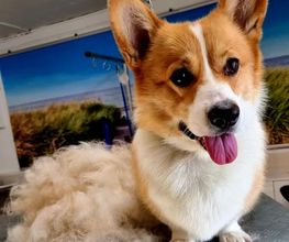 Hundesalon Farah Bild 9