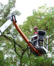 Baumpflege Fleischer Leipzig Bild 6