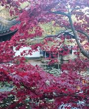 Society for Ving Tsun Kung Fu Martial Arts Bild 2