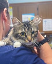 Anchor Animal Hospital image 3