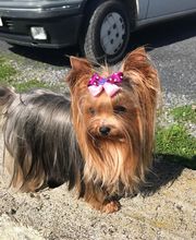 Au Bain Canin image 4