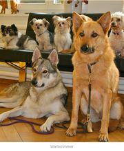 Tierklinik Rhenus AG Bild 6