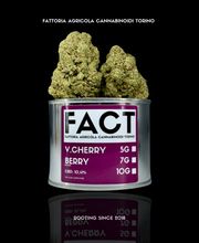 FACT FARM CBD - Produttore dal 2018 di Canapa Legale - CBD Shop Torino immagine 5