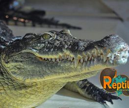 Reptiland image 15