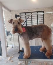 A L'eau Toutou image 9