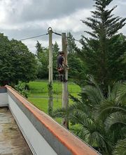 Sempervirens image 3