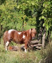 Centre Equestre de Crézancy image 12