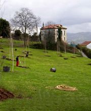 jarditania-mantenimiento-alquiler-arbol-03.jpg