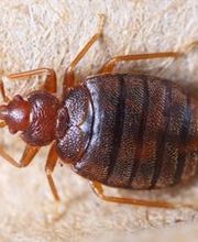 wanze Schädlingsbekämpfung | BioS Schädlingsbekämpfung | München