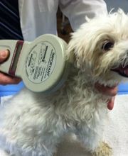 Tuckahoe Animal Hospital & Pet Center image 3