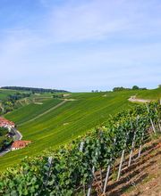 Weingut Am Lump Bild 2