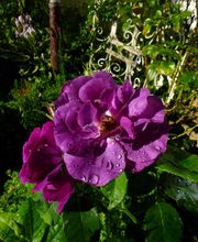 Stark im Garten