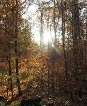FriedWald Wolfenbüttel Bild 2