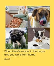 Canine Country Club & Feline Inn image 7