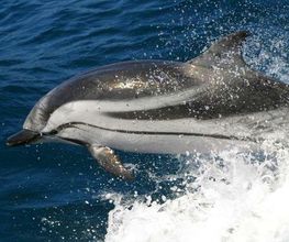 Turmares Tarifa imagen 6