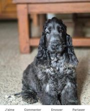 Anton Alice image 15