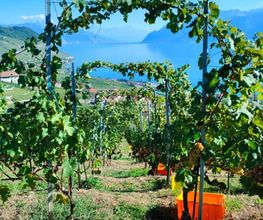Union Vinicole de Cully - Espace de location Vinilingus Bild 1