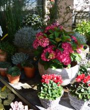 Strickler Blumen & Gärten AG Bild 10