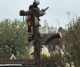 Le Renard Vert image 2