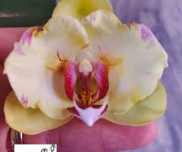 MyOrchids.shop Bild 4