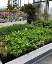 Pépinières de Corme Royal image 6