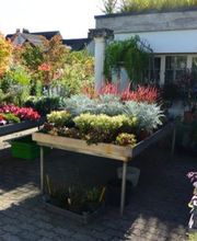 Strickler Blumen & Gärten AG Bild 7