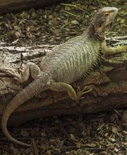 Spaycific'Zoo image 1