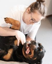Hero Tierphysio Kochniss Bild 3