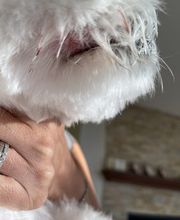 Mutt Hut Pet Grooming image 10