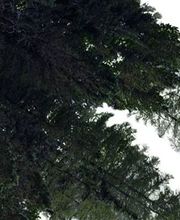 Sophie De Beaumont Nicolas image 2