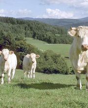 Agence Dumas Immobilier image 5