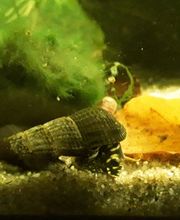Katjas Wirbellose Bild 9