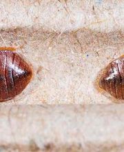 PLAGA-CHINCHES-LLEIDA.jpg