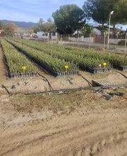 Viveros de Olivos Manoli imagen 4