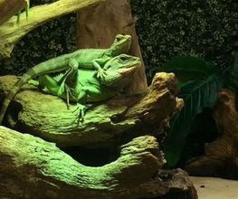 Reptiland image 14