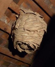 Stop Guêpes & Frelons image 12