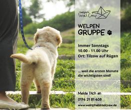 Welpengruppe auf Rügen