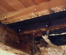 Protection Termite image 8